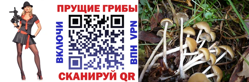 Псилоцибиновые грибы Magic Shrooms  Полевской 